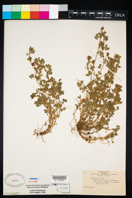 Medicago minima image