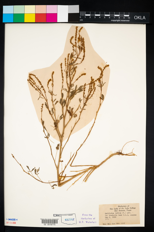 Melilotus indica image