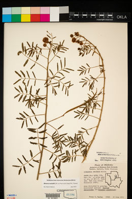 Mimosa microphylla image