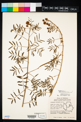 Mimosa microphylla image