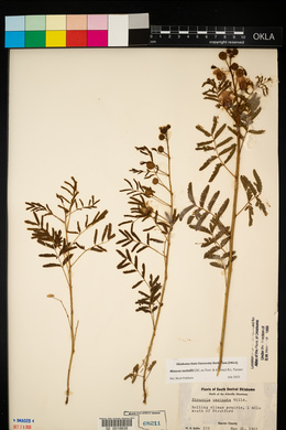 Mimosa nuttallii image