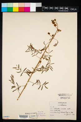 Mimosa microphylla image