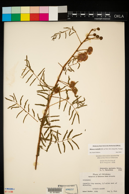 Mimosa microphylla image