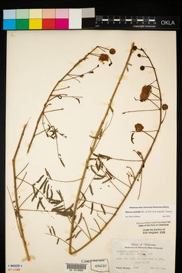 Mimosa microphylla image