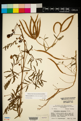 Mimosa microphylla image