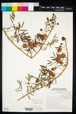 Mimosa microphylla image