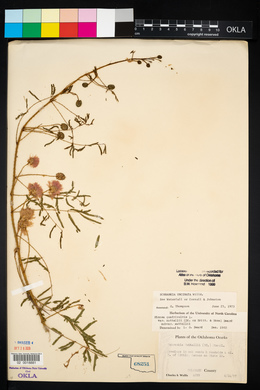 Mimosa microphylla image