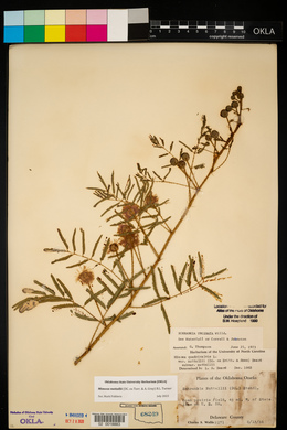 Mimosa microphylla image