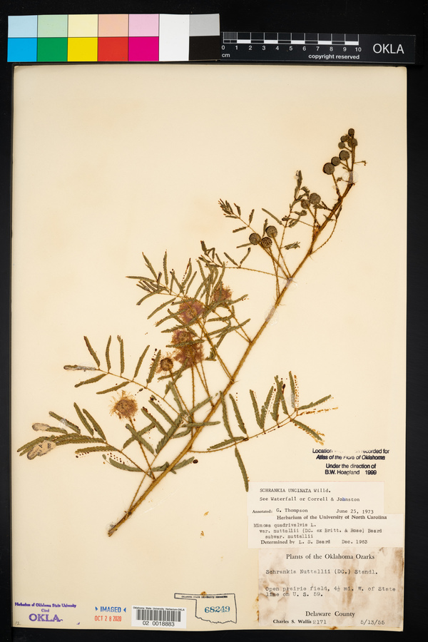 Mimosa microphylla image