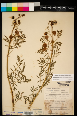 Mimosa microphylla image