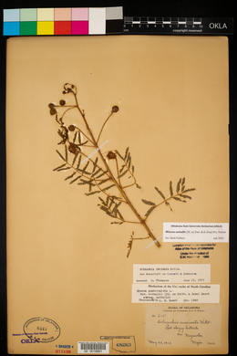 Mimosa nuttallii image