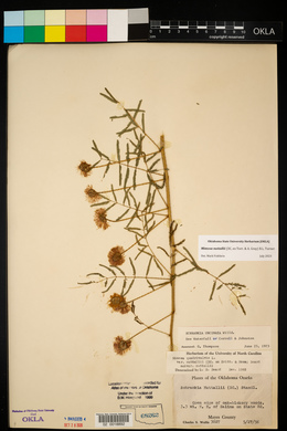 Mimosa nuttallii image