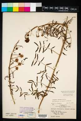 Mimosa microphylla image