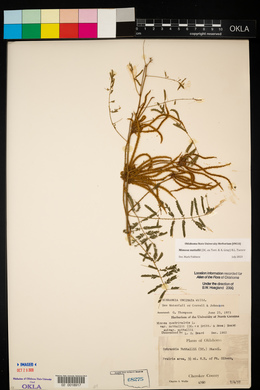 Mimosa microphylla image