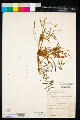 Mimosa microphylla image