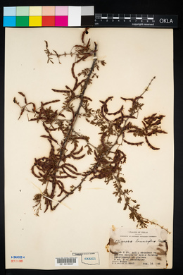 Mimosa aculeaticarpa var. biuncifera image