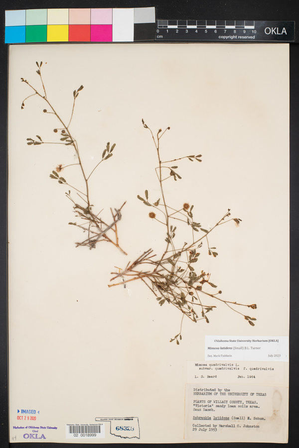 Mimosa latidens image