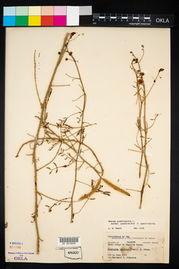 Mimosa latidens image