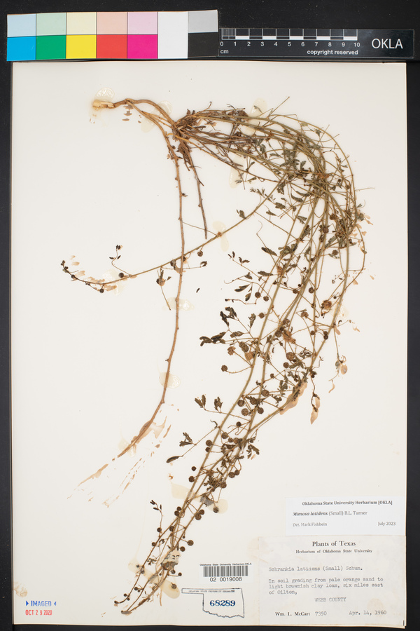 Mimosa latidens image