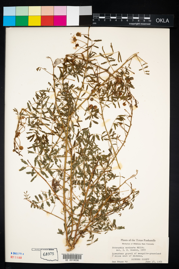 Mimosa microphylla image