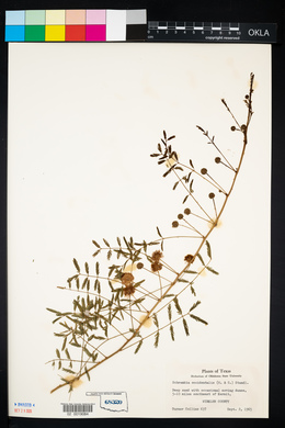 Mimosa rupertiana image