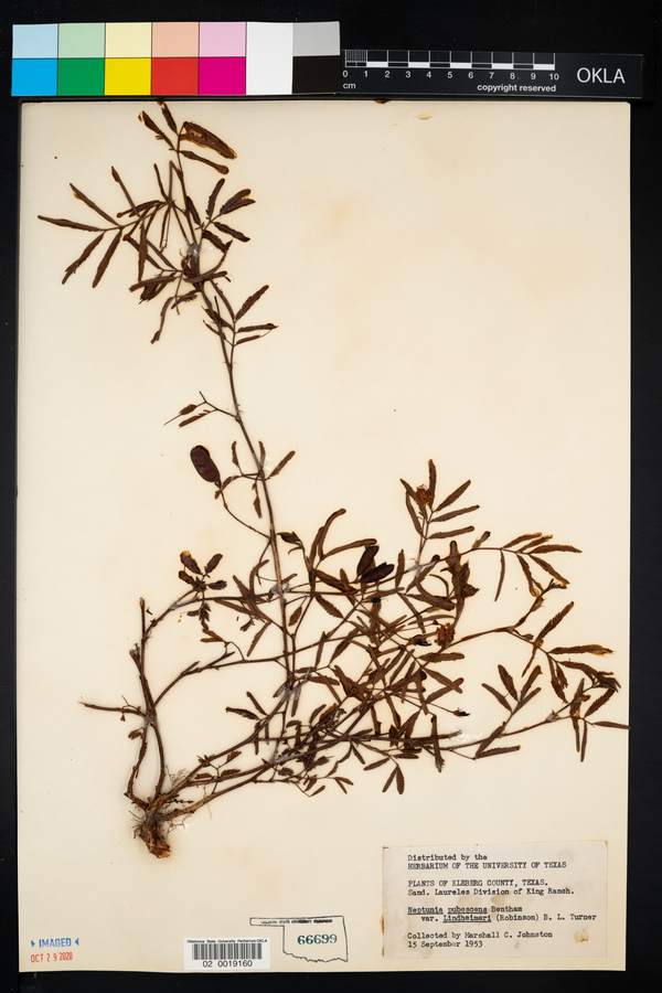 Neptunia pubescens var. lindheimeri image