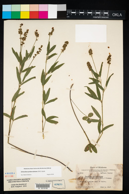 Orbexilum pedunculatum image