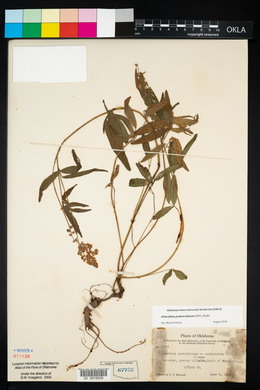 Orbexilum pedunculatum image