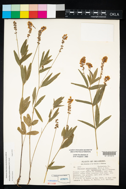 Orbexilum pedunculatum image