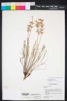 Oxytropis lambertii image