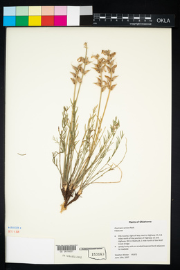 Oxytropis lambertii image