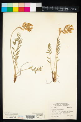 Oxytropis sericea image