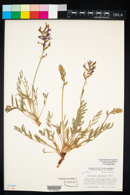 Oxytropis lambertii image