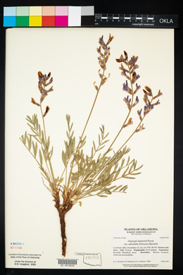 Oxytropis lambertii image