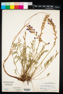 Oxytropis lambertii image