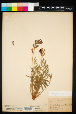 Oxytropis lambertii image