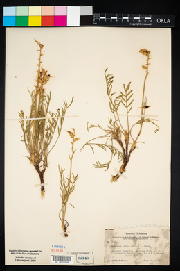 Oxytropis lambertii image