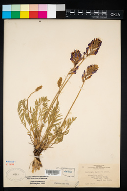 Oxytropis lambertii image