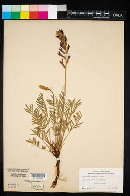 Oxytropis lambertii image