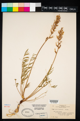 Oxytropis lambertii image