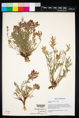 Oxytropis lambertii image