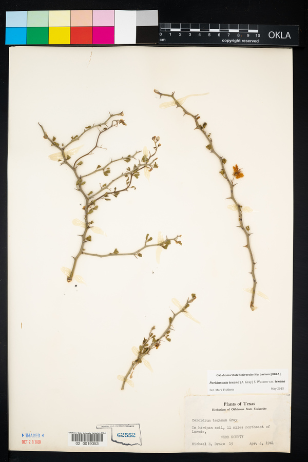 Parkinsonia texana image