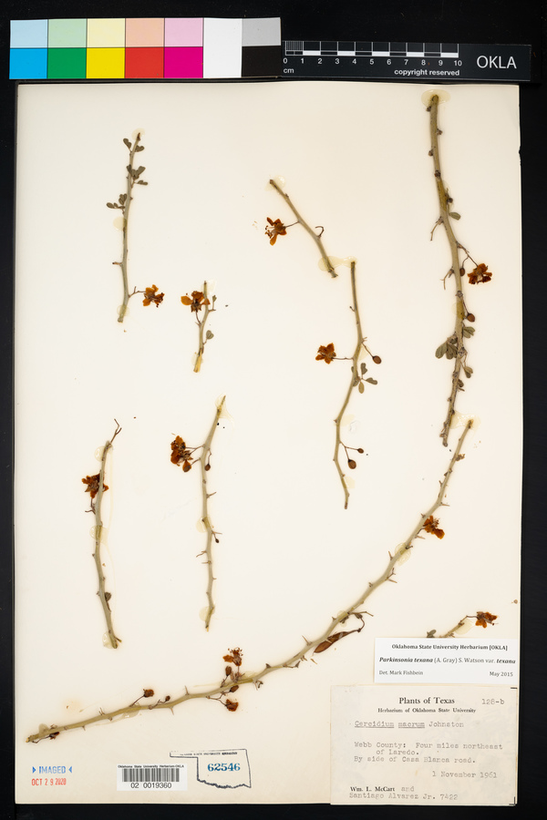 Parkinsonia texana image