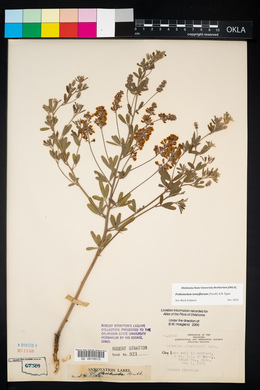 Pediomelum tenuiflorum image