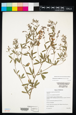 Pediomelum tenuiflorum image