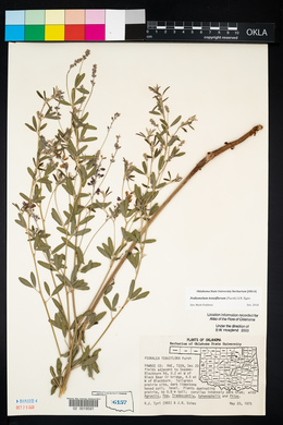 Pediomelum tenuiflorum image