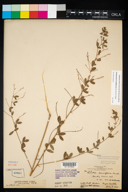 Pediomelum tenuiflorum image