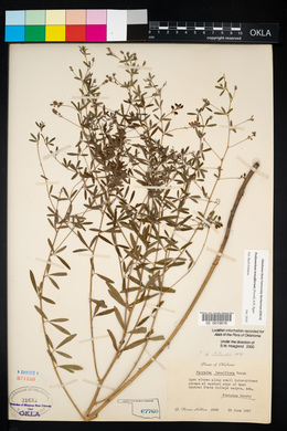 Pediomelum tenuiflorum image