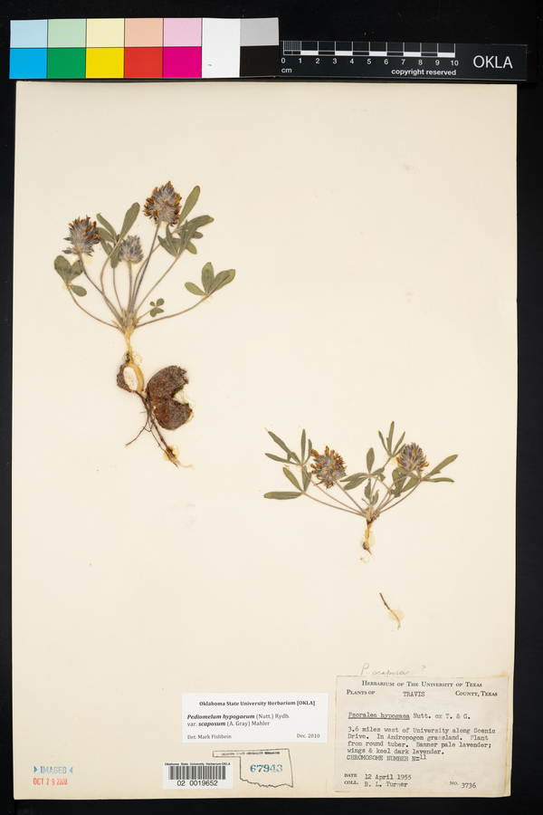 Pediomelum hypogaeum var. scaposum image