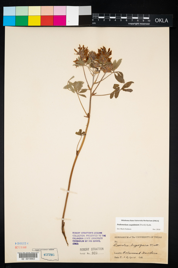 Pediomelum cuspidatum image